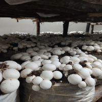 Mushroom Farming Business Raising Funds In Tiruppur